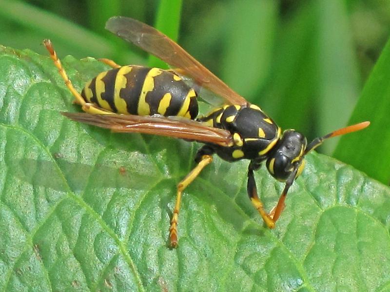 avispa papelera